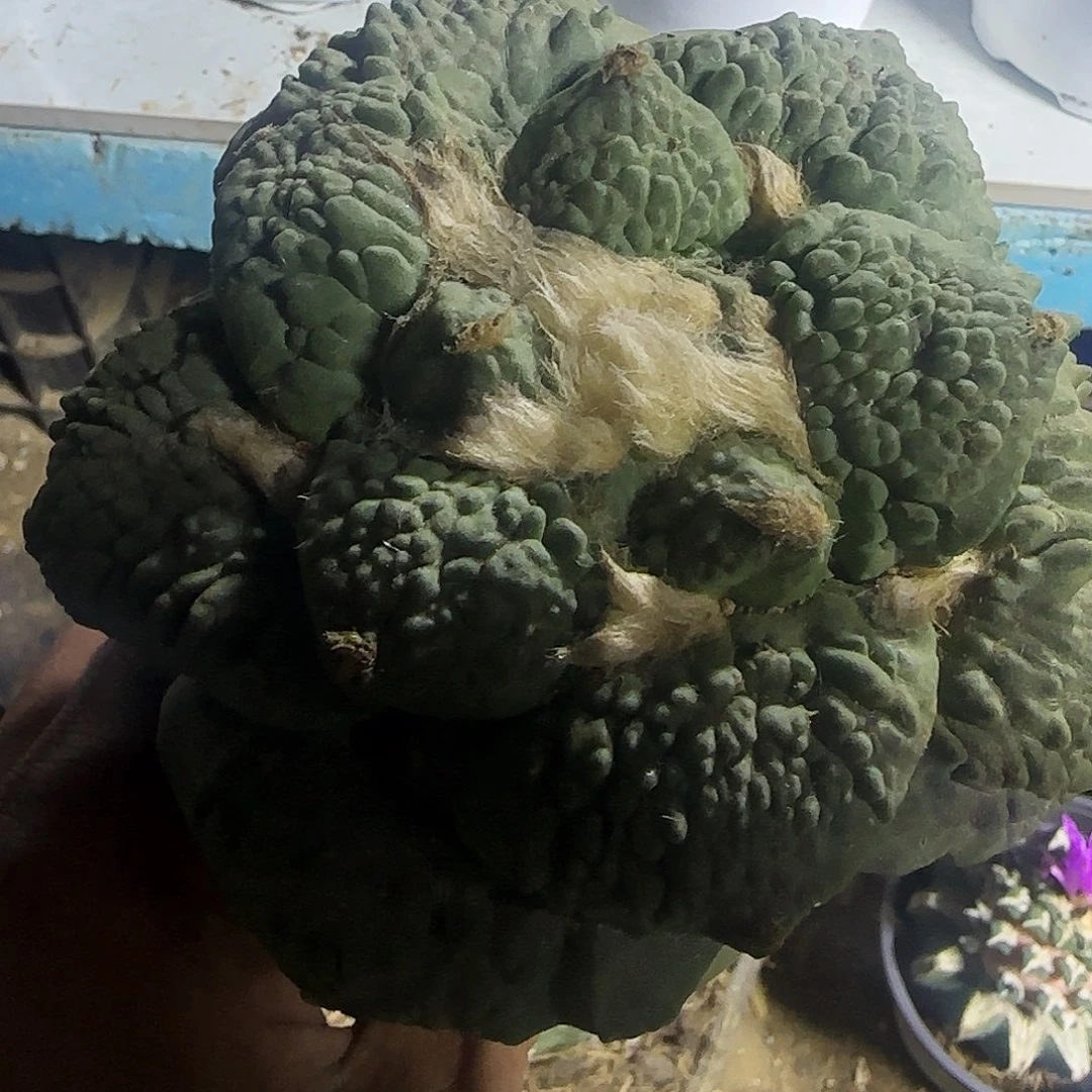 平***安大牡丹986仙人球开花