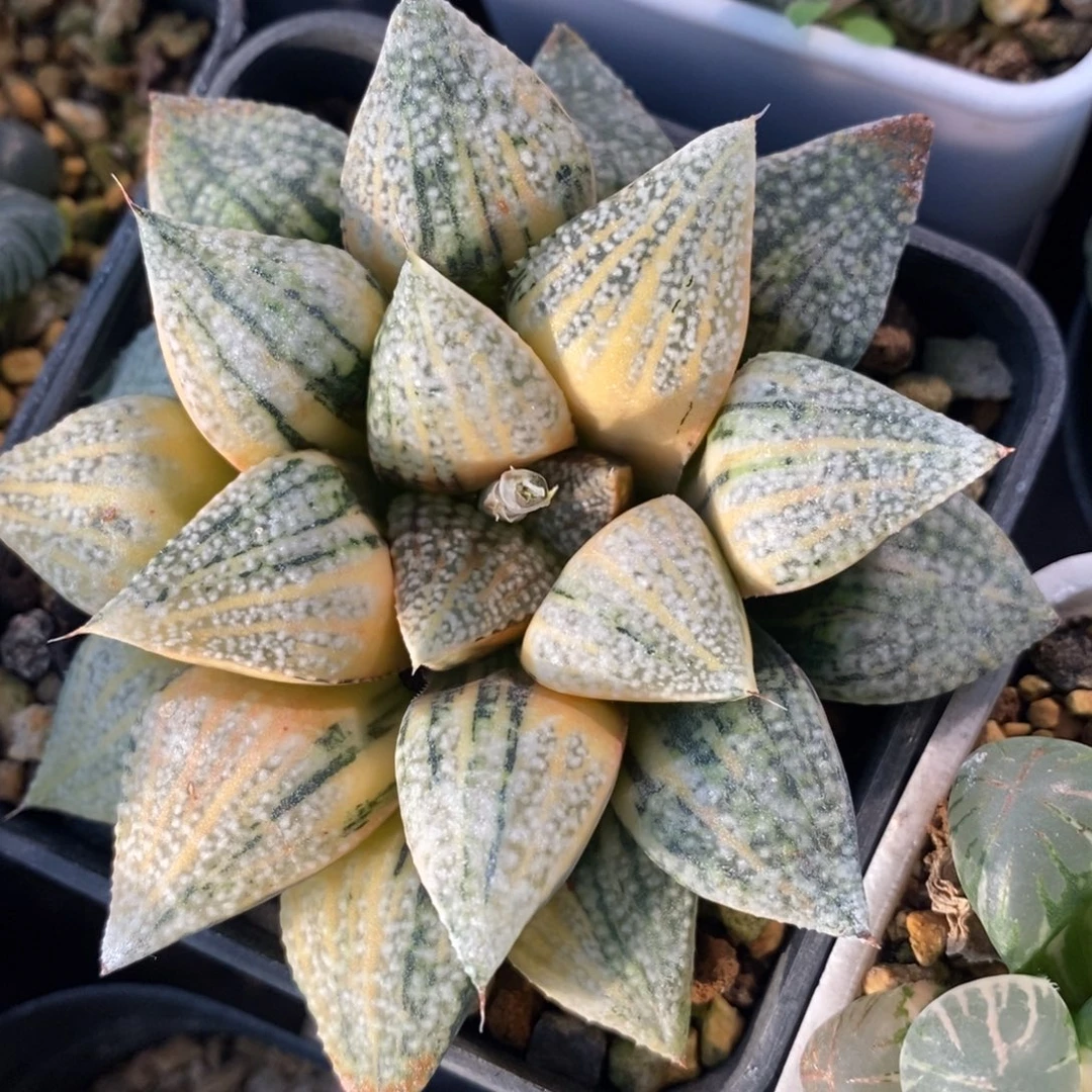 一颗实生白银锦。