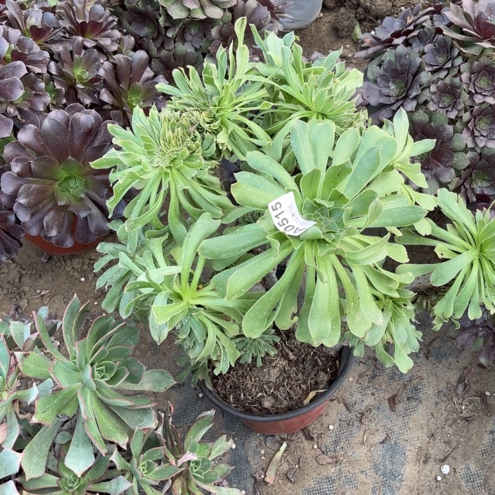 515 多肉法师不包断枝