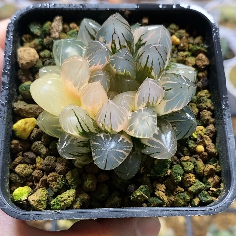 【闪购商品】66霓虹灯