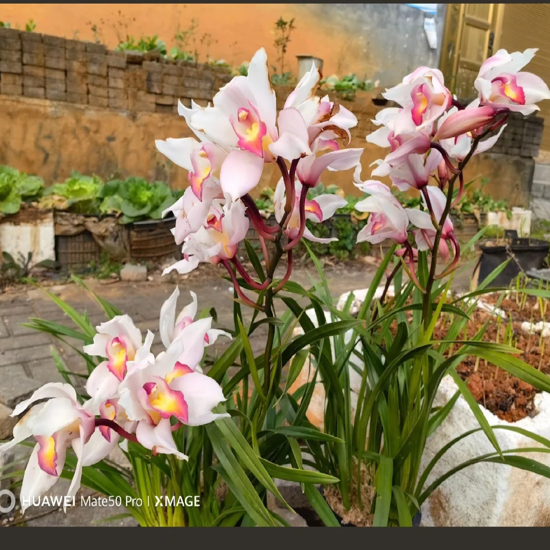 云南浓香型虎头兰，绿植花卉室内外好养易活四季开花