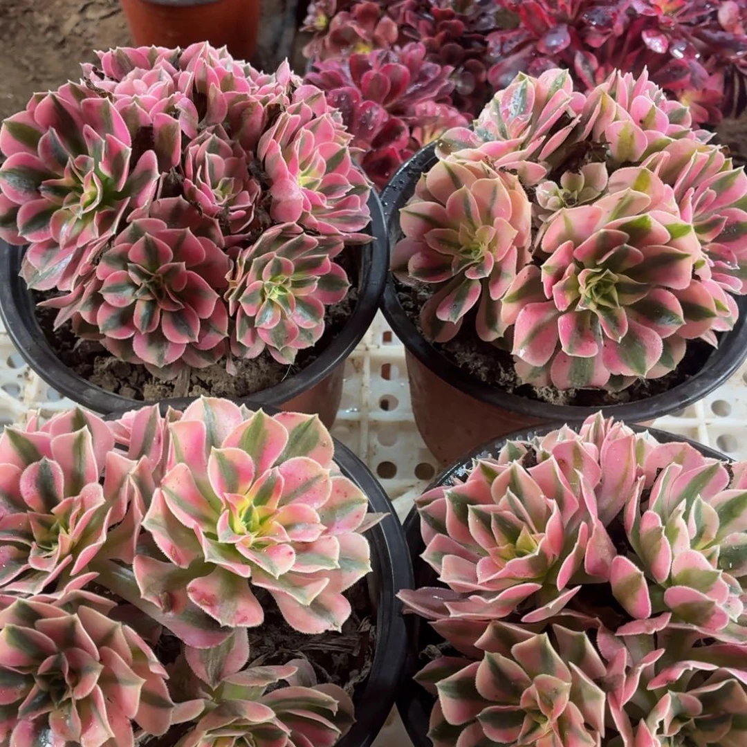 4棵粉女巫拼盆福利包邮