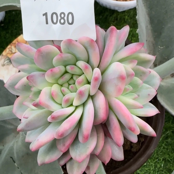 1080爱丽儿锦缀多肉植物的