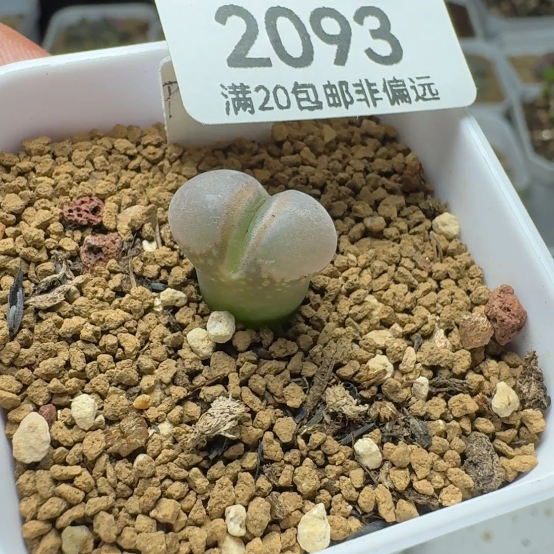 瑶***瑶硅鱼粉。