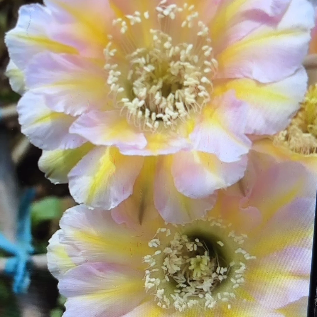 淑妃彩侧牙20包邮50