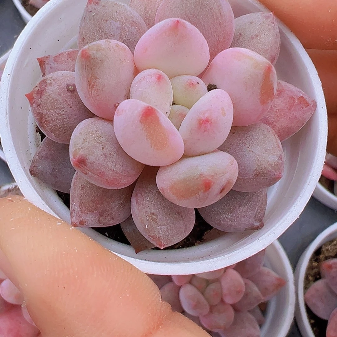 5厘米盆半夏19包邮