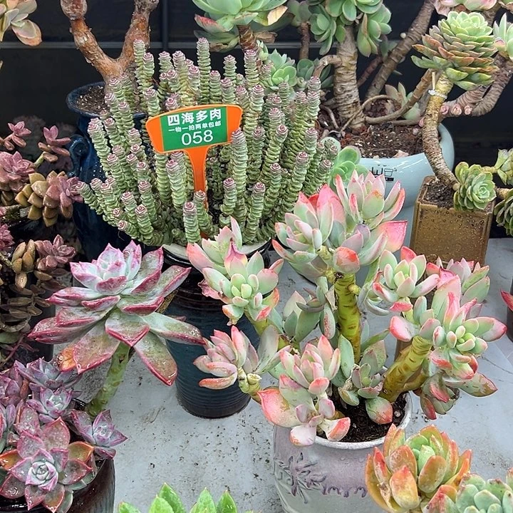 兴***木钱穿多肉植物就有058