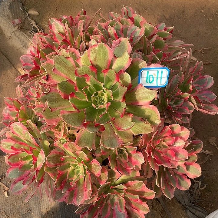 叶子有伤叶罗刹1011