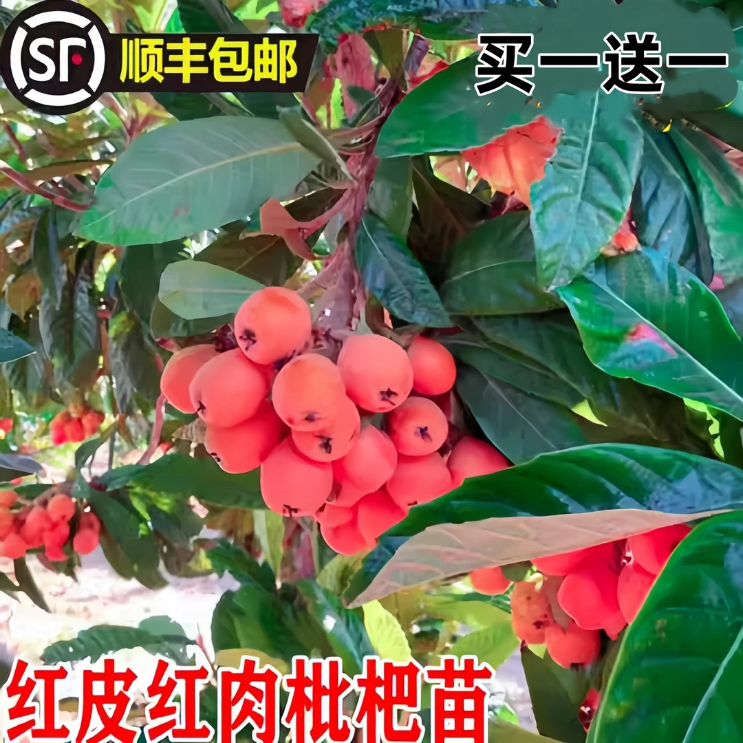 新品种特大枇杷树苗无核砂糖枇杷果树苗南北方种植耐寒盆栽地栽