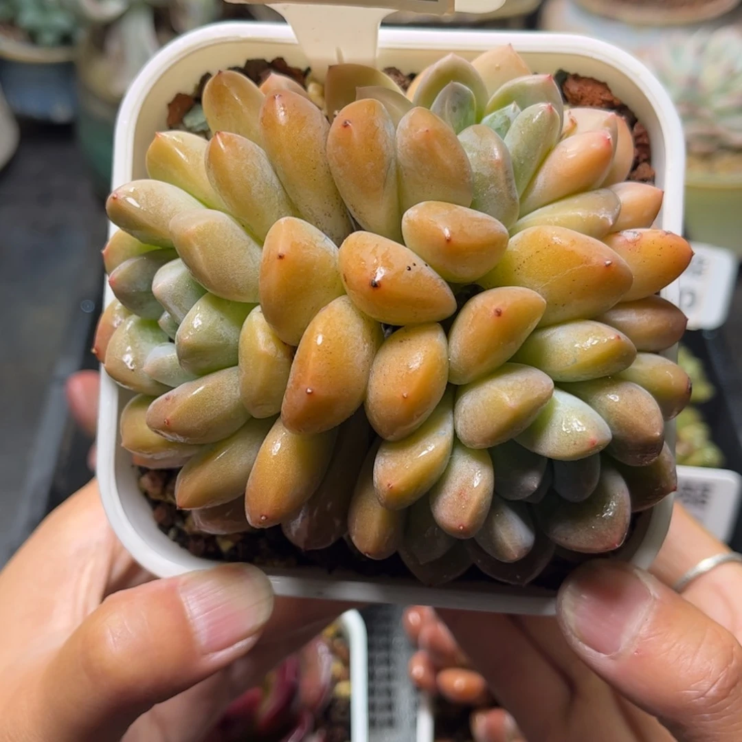 多肉植物1692……………..