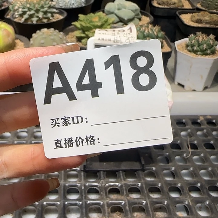 申***豹实生仙人球特价一颗