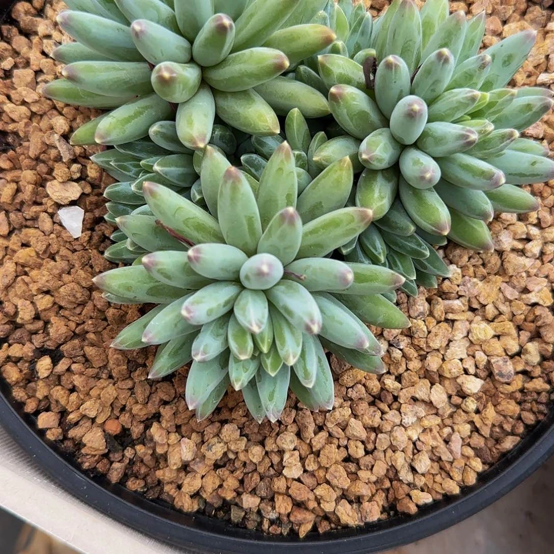 豪***贝多肉植物伊卡鲁斯