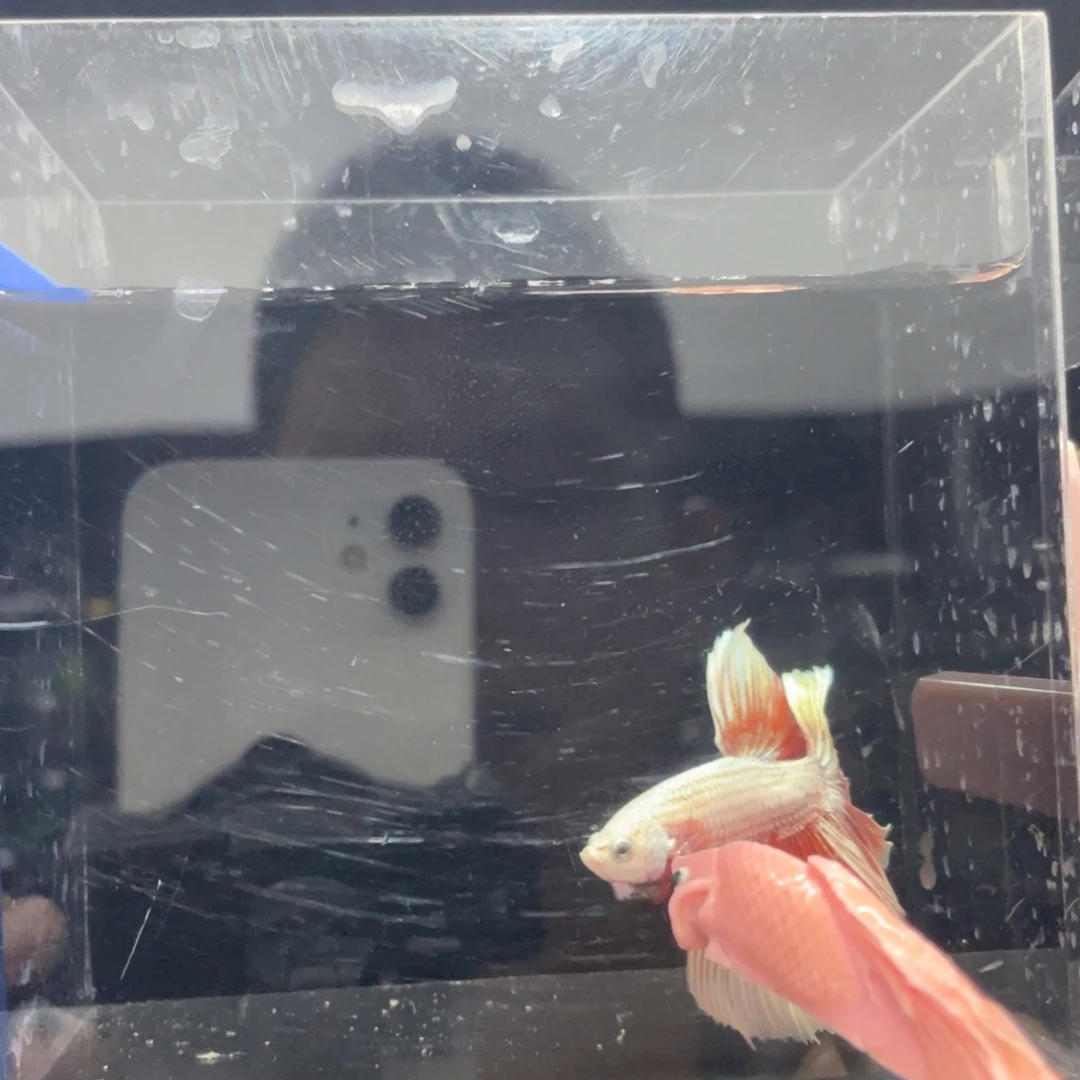 海水鱼哈哈哈试试试试哈哈525