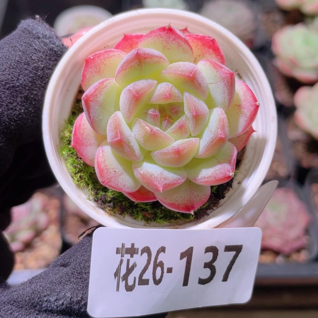 花利美26-137白桃汽水