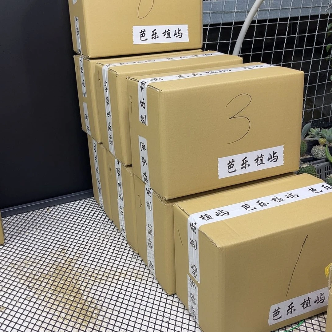 无花朵六一盲盒不退不换大