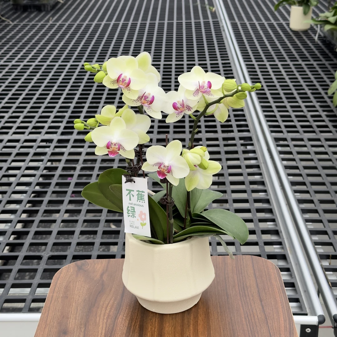 辰逸精选（绿熊）蝴蝶兰浅绿色系室内花卉盆栽2-4