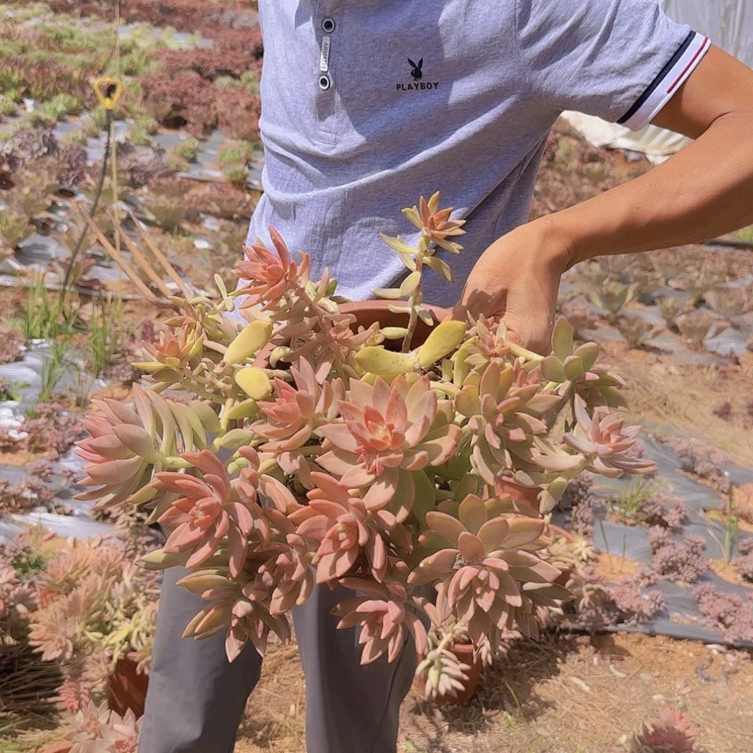 盆栽大布丁多肉多肉