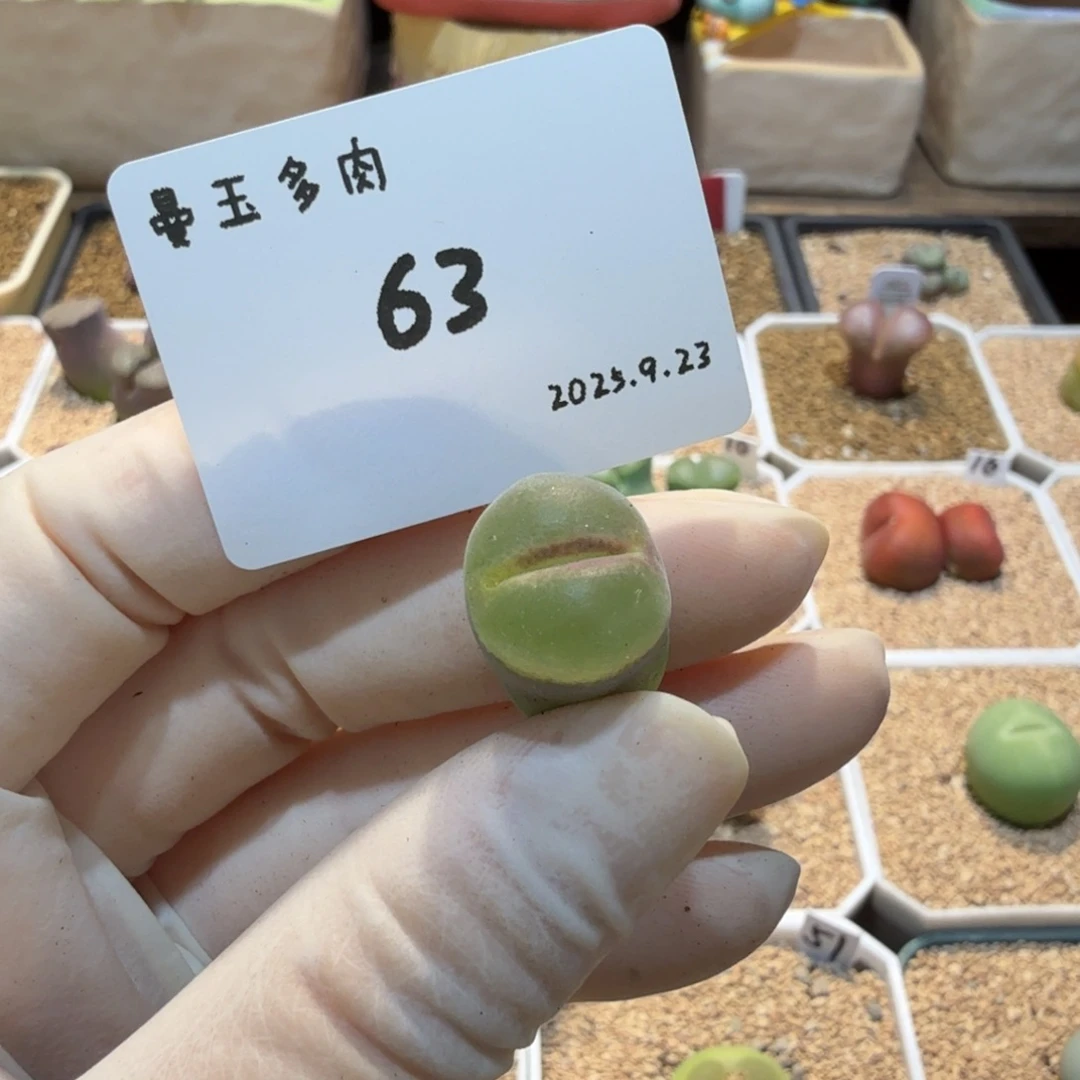 ***多肉多肉多肉9.23-063 粉女