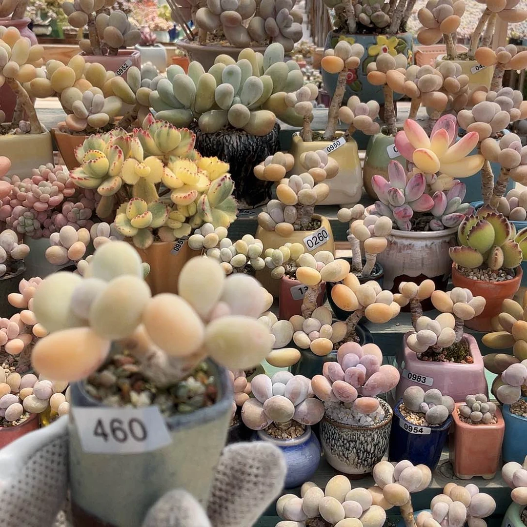 多肉植物的生长发育