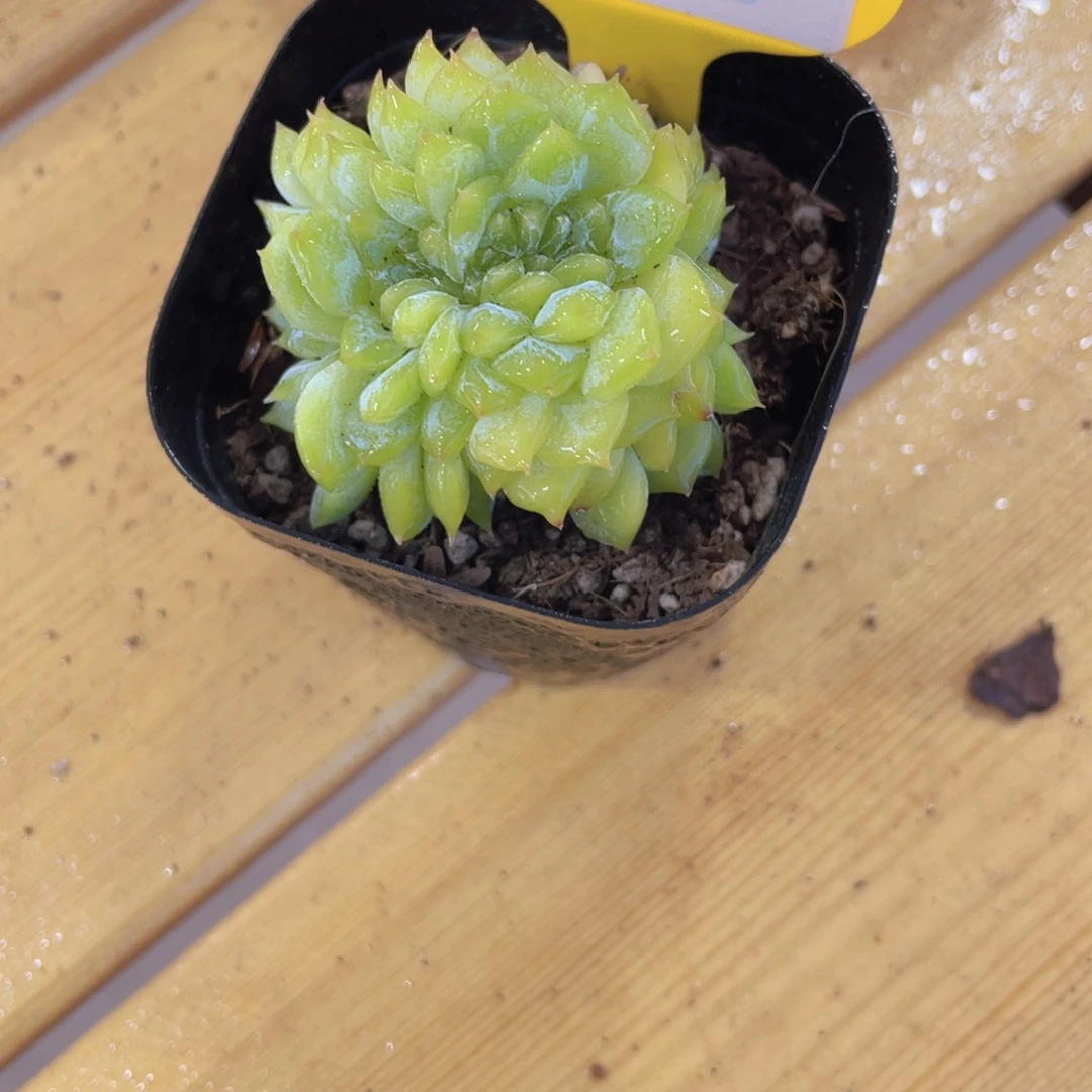 854号 龙头绿透珍妮缀化