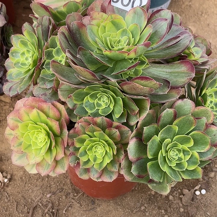 600奶白多肉植物的