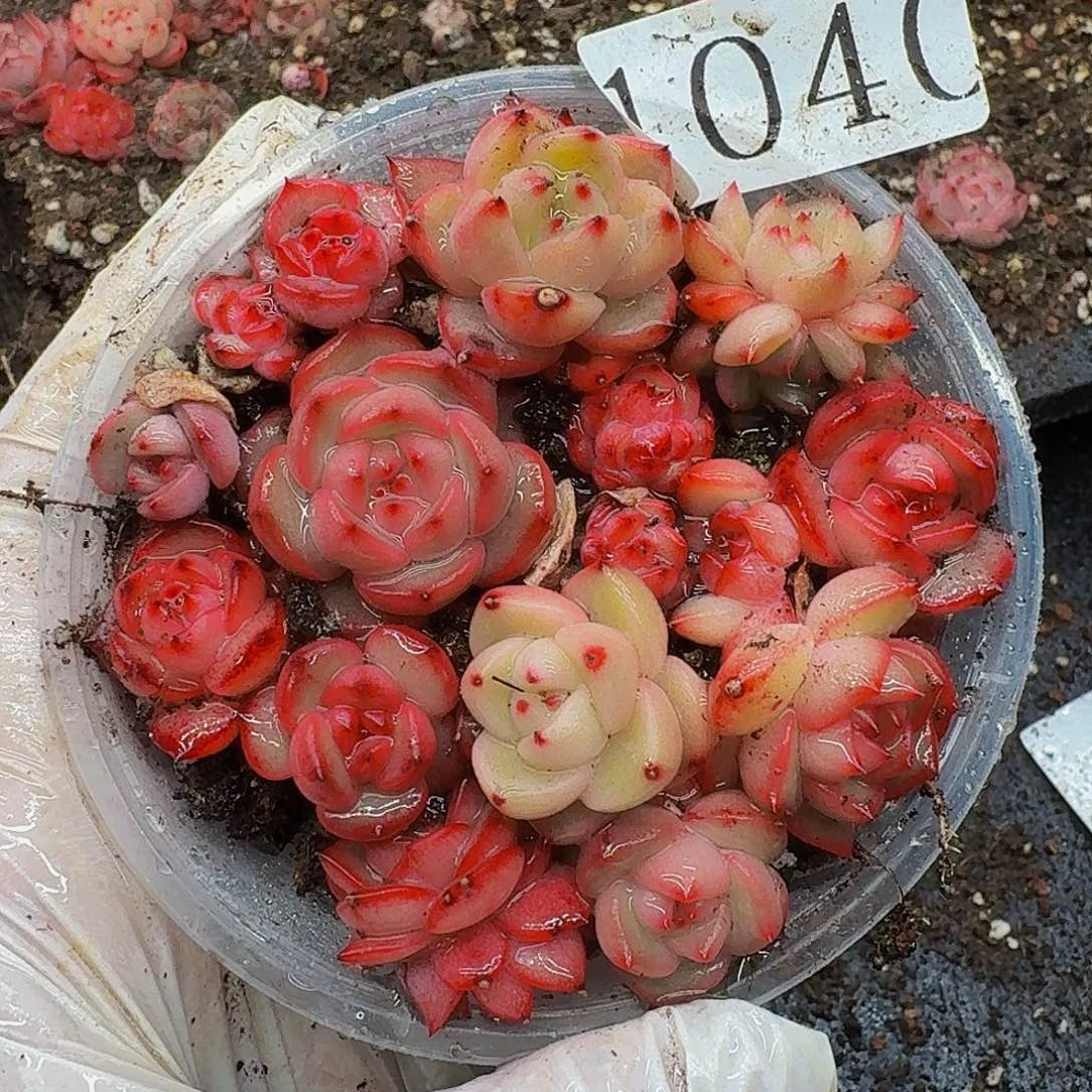 多肉植物多肉植物1040