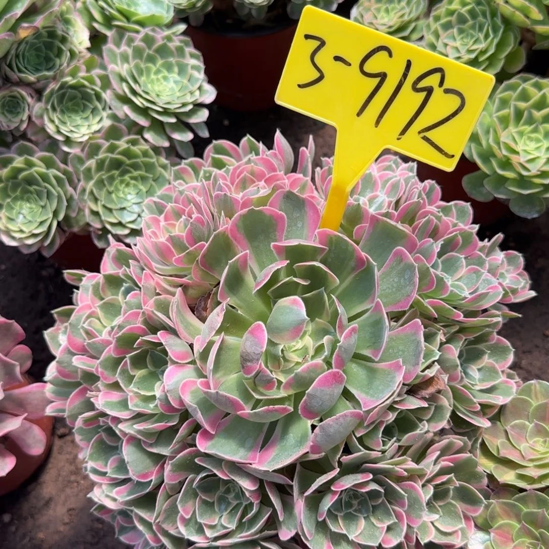 3--9192--+多头多肉植物