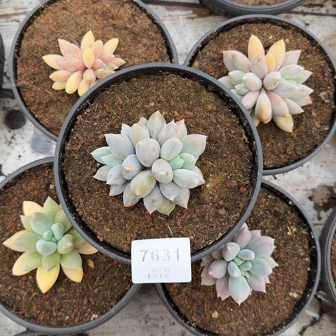 过***客7631号哥特萝莉多肉