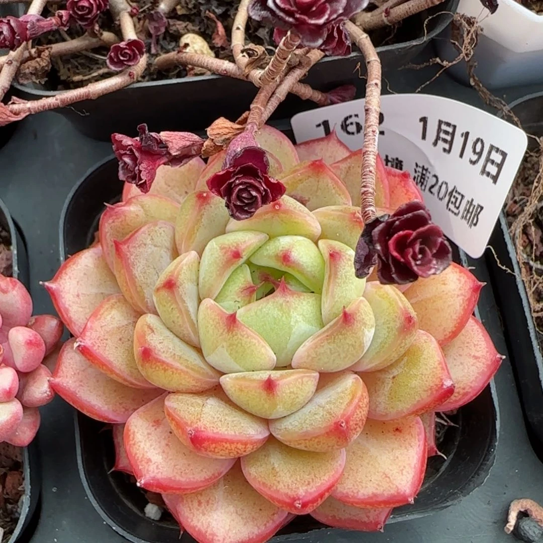 花语逸镜0119-162