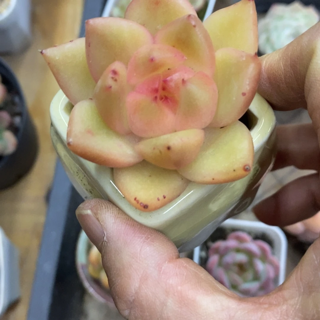 精品多肉一物一拍不包整63