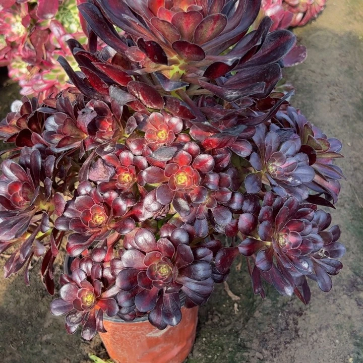 25669晚霞多肉植物