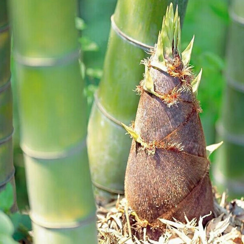 贵州竹笋新鲜现挖笋尖春笋鲜竹笋楠竹笋头小竹嫩竹笋蔬菜黄泥野生