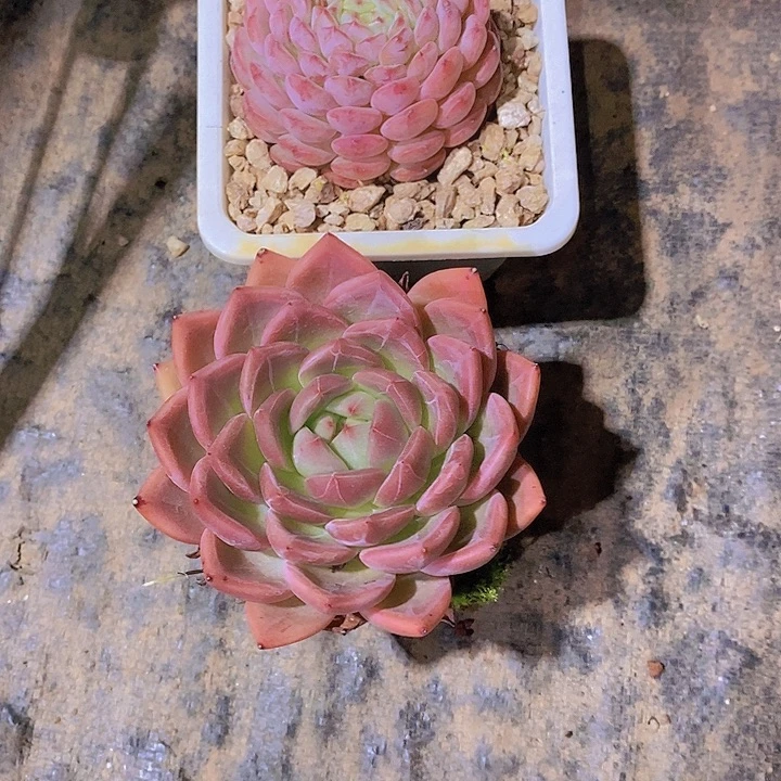 @***呀白胖子香槟多肉植物老板