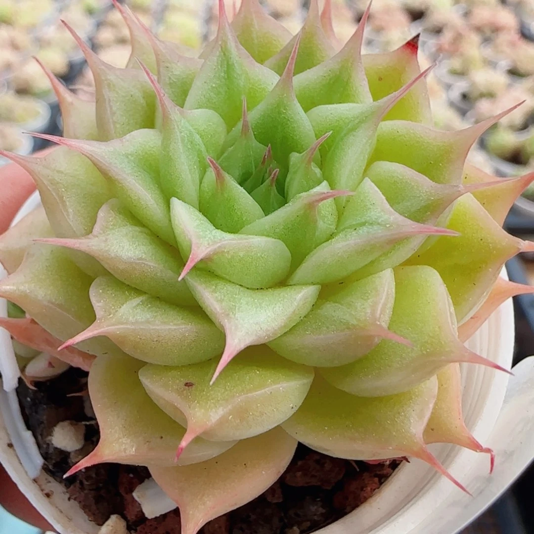 花语逸镜0513-62
