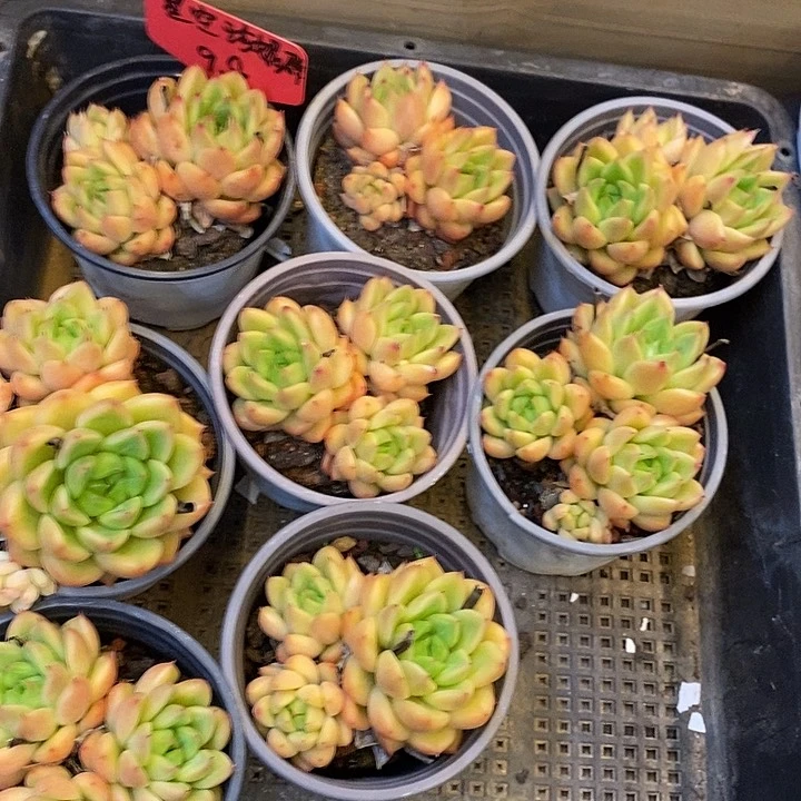 团    三头    星空珍妮