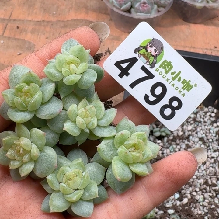 多肉植物多肉植物