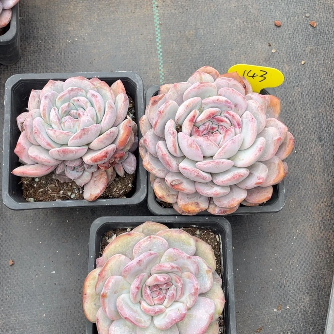 奶盖三个一组143多肉