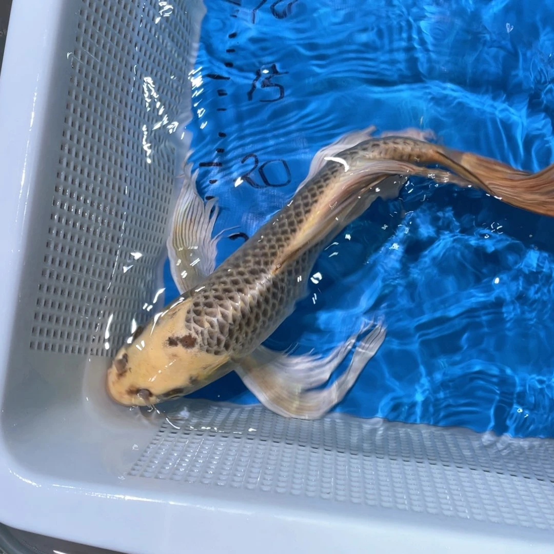 蝴蝶鲤锦鲤包邮蝴蝶鲤鱼