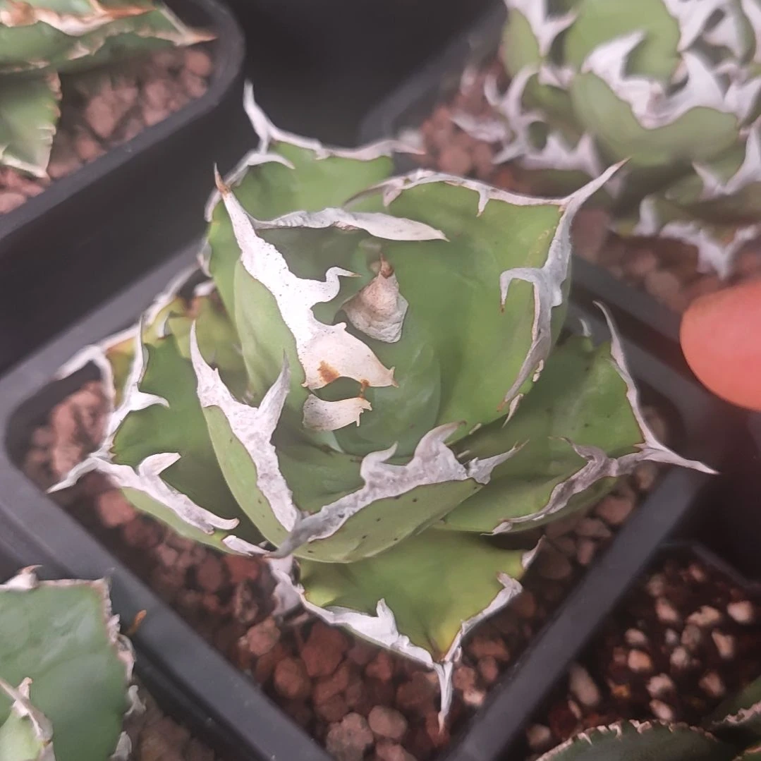 螃蟹仁王冠龙舌兰