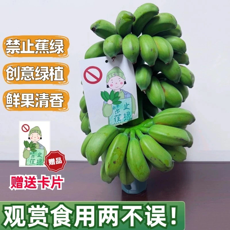 【整串小米蕉】广西小米蕉当季新鲜水果芭蕉整箱批发