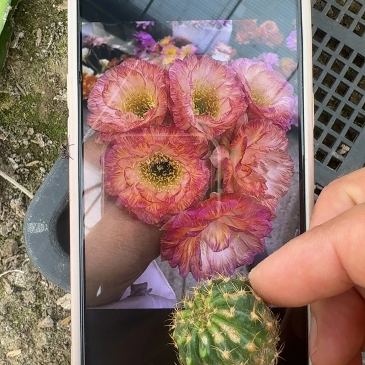 219虫咬丽花美花3歪3公分左右无根侧牙斑