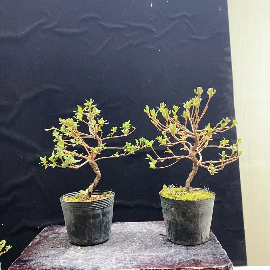 红陶零****c杜鹃花，2244