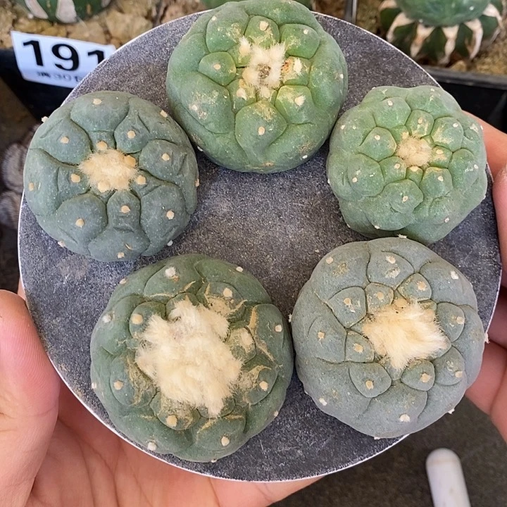 苗落海鲜5颗。已出根。222号