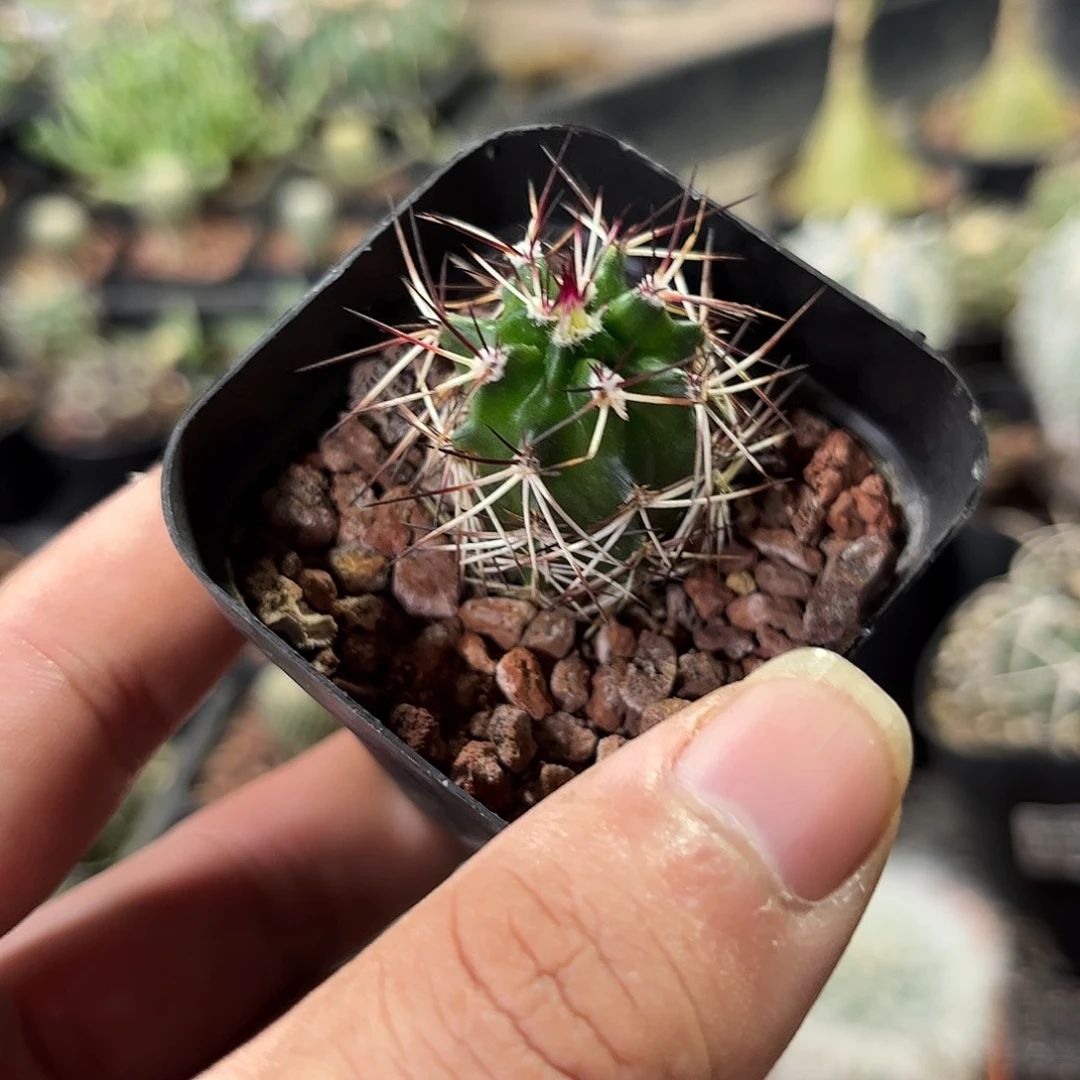 达氏青花虾单头发货有根