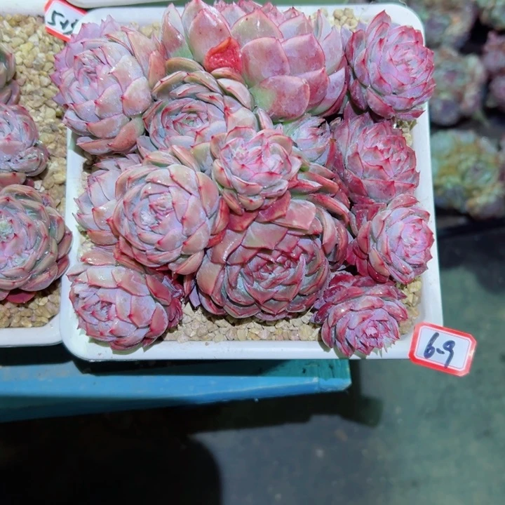 z*l精品多肉植物老桩