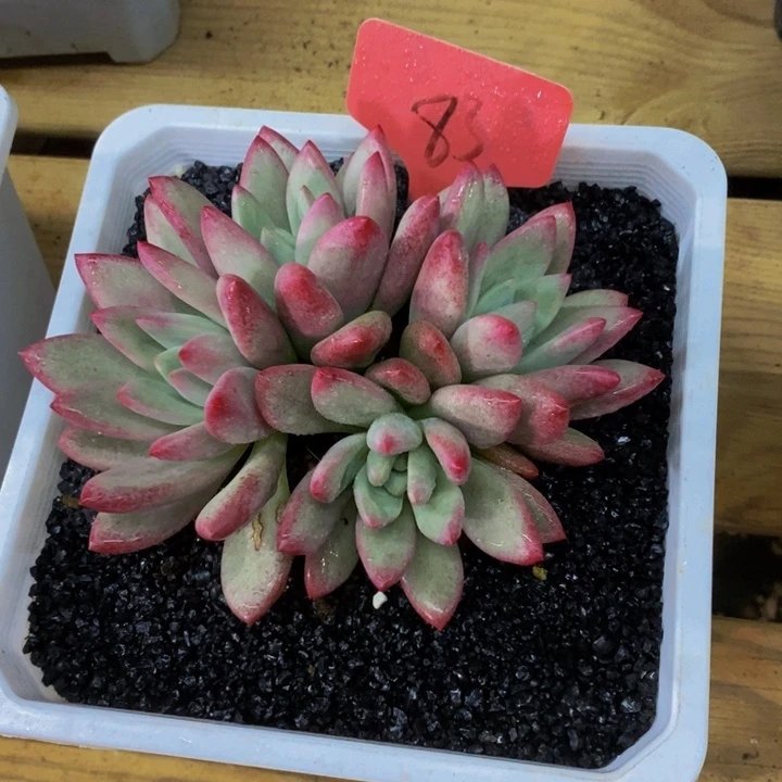 我不晓得咋搞诶噢