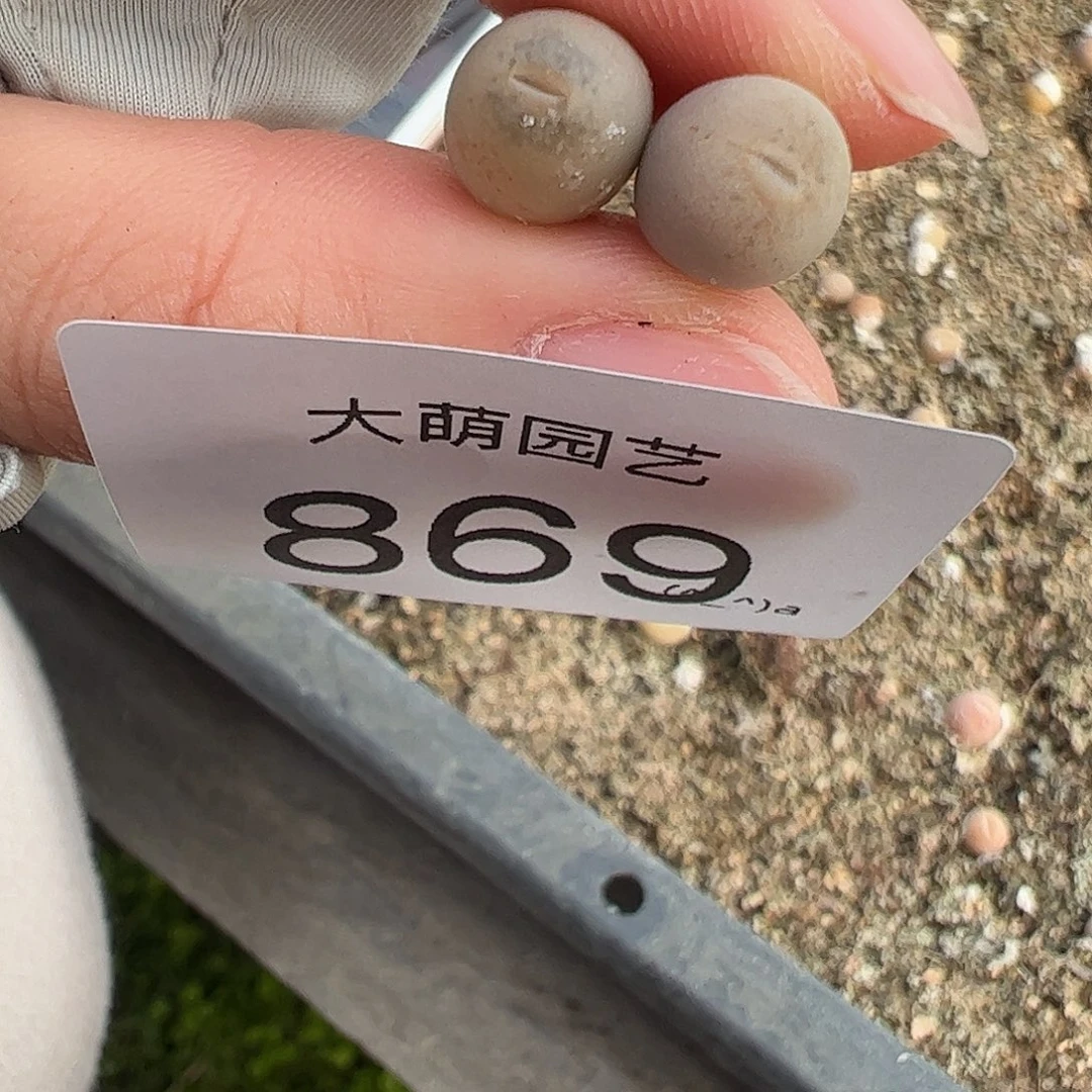 一物一拍丑鹅。   869