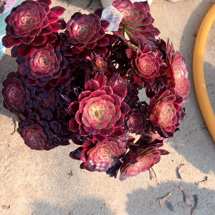 1381红金刚多肉植物