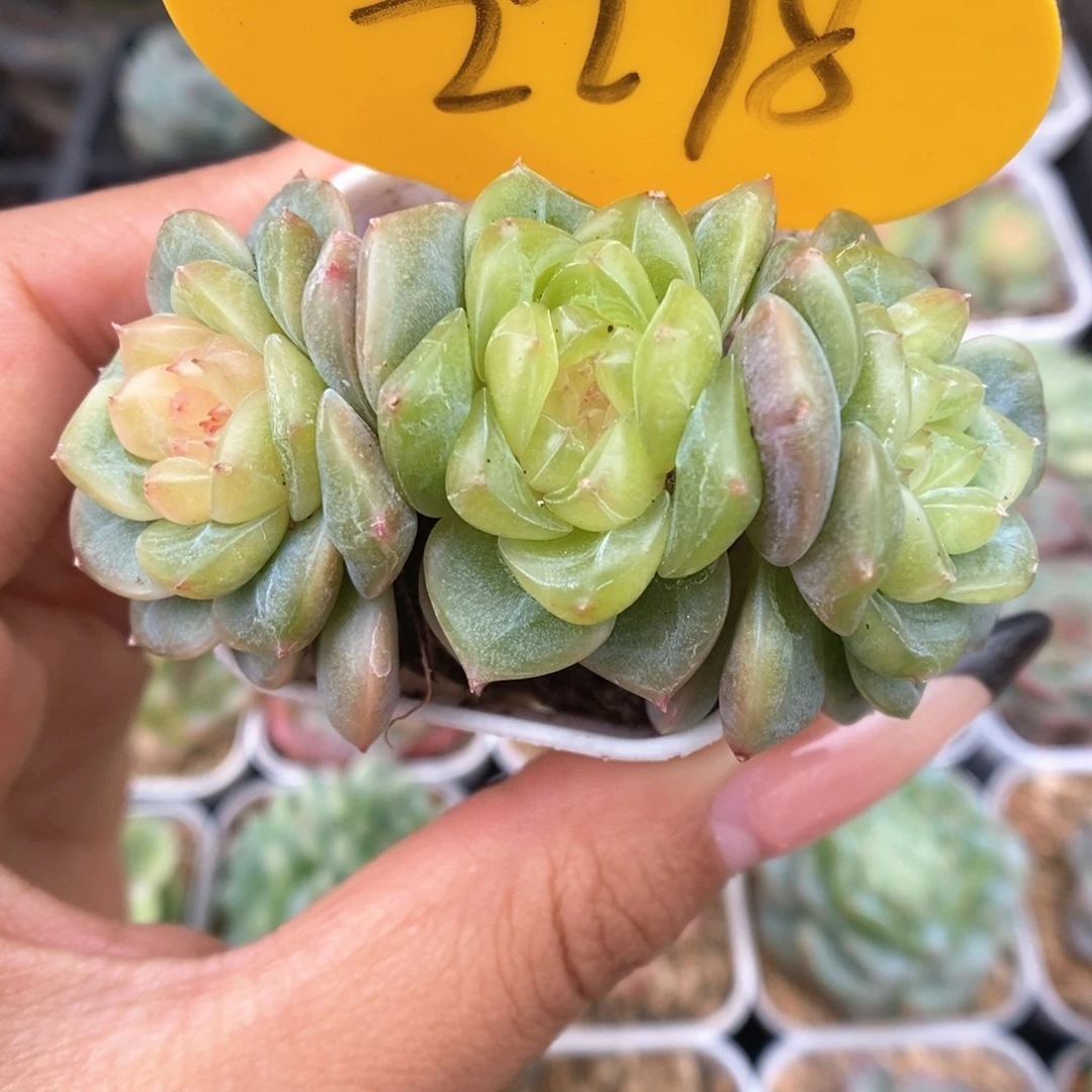 荔枝甜心群生2278号