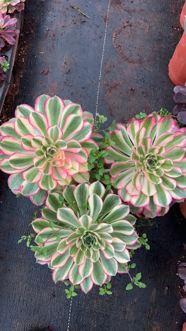 孔雀翎多肉植物法师